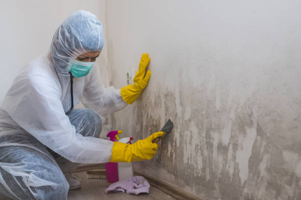 Best Certified Mold Removal  in Friend, NE