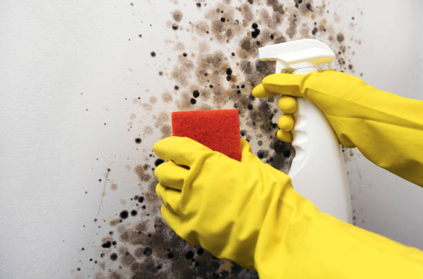 Best Residential Mold Removal  in Friend, NE
