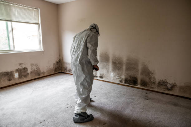 Best Mold Testing  in Friend, NE
